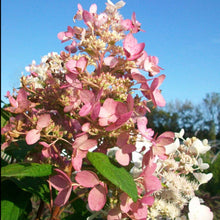 Load image into Gallery viewer, Pink Diamond Hydrangea (tree form)