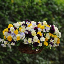 Load image into Gallery viewer, Pansy Cool Wave® Mix