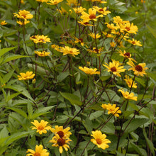 Load image into Gallery viewer, Heliopsis helianthoides 'Summer Nights'