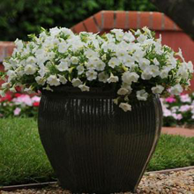 Load image into Gallery viewer, Petunia Shock Wave® Coconut