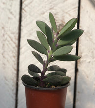 Load image into Gallery viewer, Senecio crassissimus