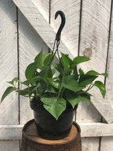 Load image into Gallery viewer, Jade Pothos