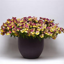 Load image into Gallery viewer, Pansy Cool Wave® Strawberry Swirl