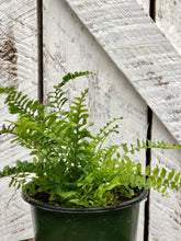 Load image into Gallery viewer, Fluffy Ruffle Fern