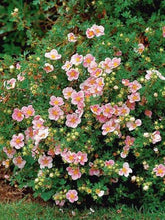 Load image into Gallery viewer, Potentilla Pink Beauty