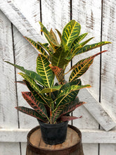 Load image into Gallery viewer, Croton Petra