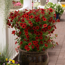 Load image into Gallery viewer, Petunia Tidal Wave® Red Velour