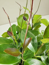 Load image into Gallery viewer, Hoya Australis 'Green'