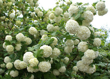 Load image into Gallery viewer, Snowball Viburnum