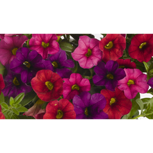Load image into Gallery viewer, Confetti Garden Hawaiian Mahalo