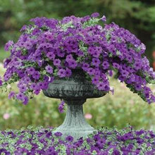 Load image into Gallery viewer, Petunia Easy Wave® Blue