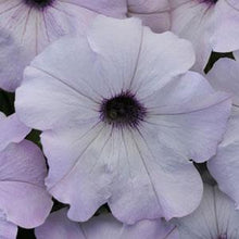 Load image into Gallery viewer, Petunia Easy Wave® Silver