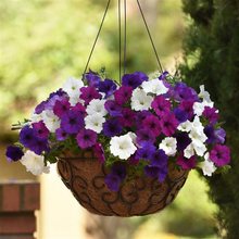 Load image into Gallery viewer, Petunia Easy Wave® Great Lakes Mix