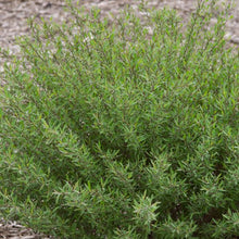 Load image into Gallery viewer, Dwarf Blue Leaf Arctic Willow