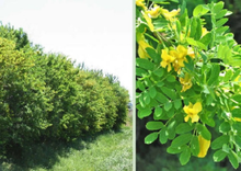 Load image into Gallery viewer, Caragana Arborescens