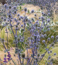 Load image into Gallery viewer, Eryngium planum 'Blue Glitter'