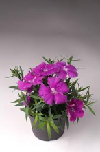 Load image into Gallery viewer, Dianthus Diana Blueberry
