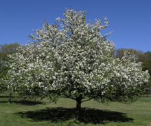 Load image into Gallery viewer, Dolgo Flowering Crab