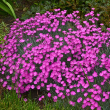 Load image into Gallery viewer, Dianthus gratianopolitanus 'Firewitch'