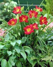 Load image into Gallery viewer, Hemerocallis 'Ruby Stella'