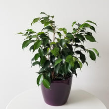 Load image into Gallery viewer, Ficus Benji Green