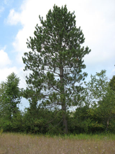 Load image into Gallery viewer, Red Pine