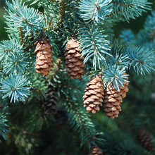 Load image into Gallery viewer, White Spruce