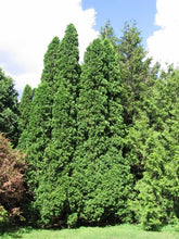 Load image into Gallery viewer, White Cedar