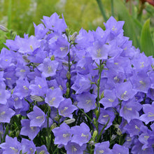 Load image into Gallery viewer, Campanula persicifolia 'Takion Blue'