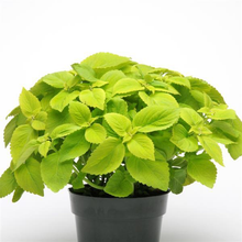 Load image into Gallery viewer, Coleus Lime Delight