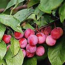 Load image into Gallery viewer, Pipestone Plum