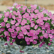 Load image into Gallery viewer, Petunia Shock Wave® Pink Shade