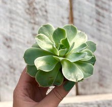 Load image into Gallery viewer, Echeveria Simulans