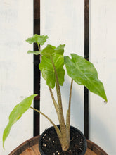 Load image into Gallery viewer, Alocasia 'Portora'