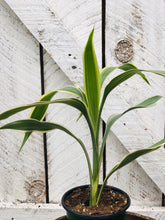 Load image into Gallery viewer, Dracaena Sanderiana White
