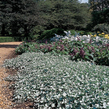 Load image into Gallery viewer, Dichondra Silver Falls