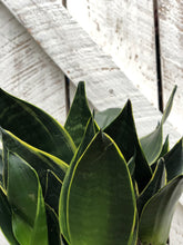 Load image into Gallery viewer, Sansevieria Superba