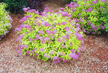 Load image into Gallery viewer, Spirea Goldmound