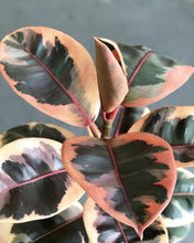 Load image into Gallery viewer, Ficus decora Ruby