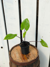 Load image into Gallery viewer, Alocasia 'Black Stem'