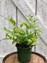 Load image into Gallery viewer, Pteris Fern