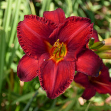 Load image into Gallery viewer, Hemerocallis 'Chicago Apache'