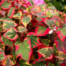 Load image into Gallery viewer, Houttuynia cordata 'Chameleon'