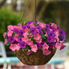 Load image into Gallery viewer, Petunia Easy Wave® Opposites Attract Mix