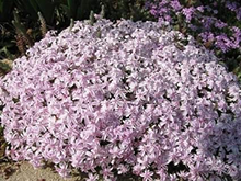 Load image into Gallery viewer, Phlox subulata 'Candy Stripes'
