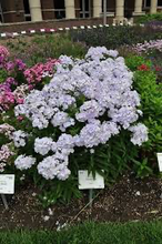 Load image into Gallery viewer, Phlox paniculata 'Flame Blue'