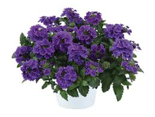 Load image into Gallery viewer, Verbena Vanessa Purple