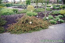 Load image into Gallery viewer, Cotoneaster Praecox