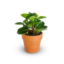 Load image into Gallery viewer, Peperomia Obtipan 'Lemon Lime'