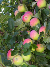 Load image into Gallery viewer, Goodland Apple
